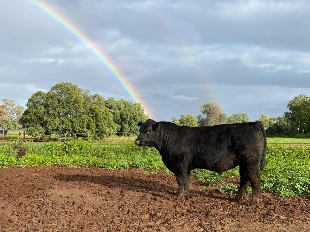 In 2022 Waitara Angus hit the record books with the first son of Baldridge Goalkeeper to sell in Australia knocked down for $110,000.